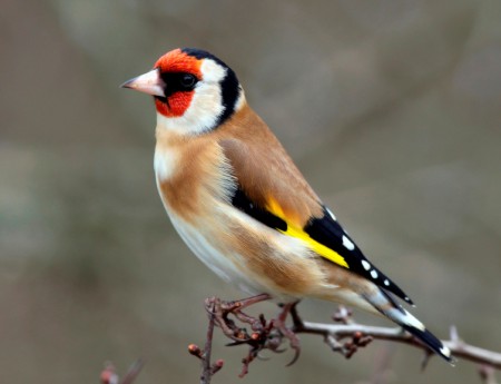 CARDELLINO