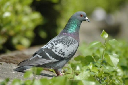 PICCIONE